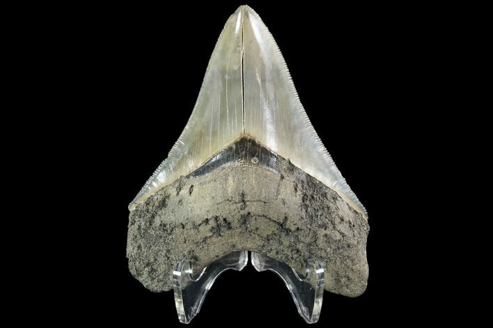 Serrated, Fossil Megalodon Tooth #90782